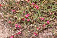 Indigofera linifolia var. linifolia